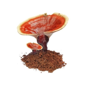 قارچ گانودرما خالص پرورشی گونه قوی حجم 250 گرم