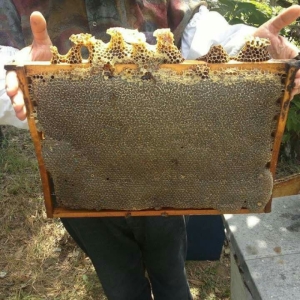 عسل طبیعی گون 4000 گرم