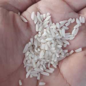برنج سرلاشه شیرودی خوشپخت ناظری کناری وزن 5 کیلوگرم