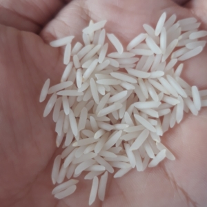 برنج شیرودی زرین کشت وزن 5 کیلوگرم