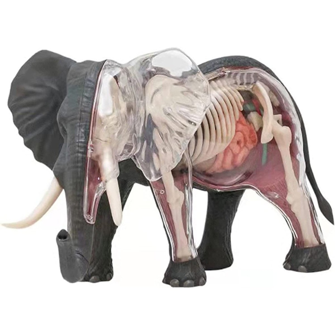 بازی آموزشی مدل آناتومی بدن فیل کد 622037