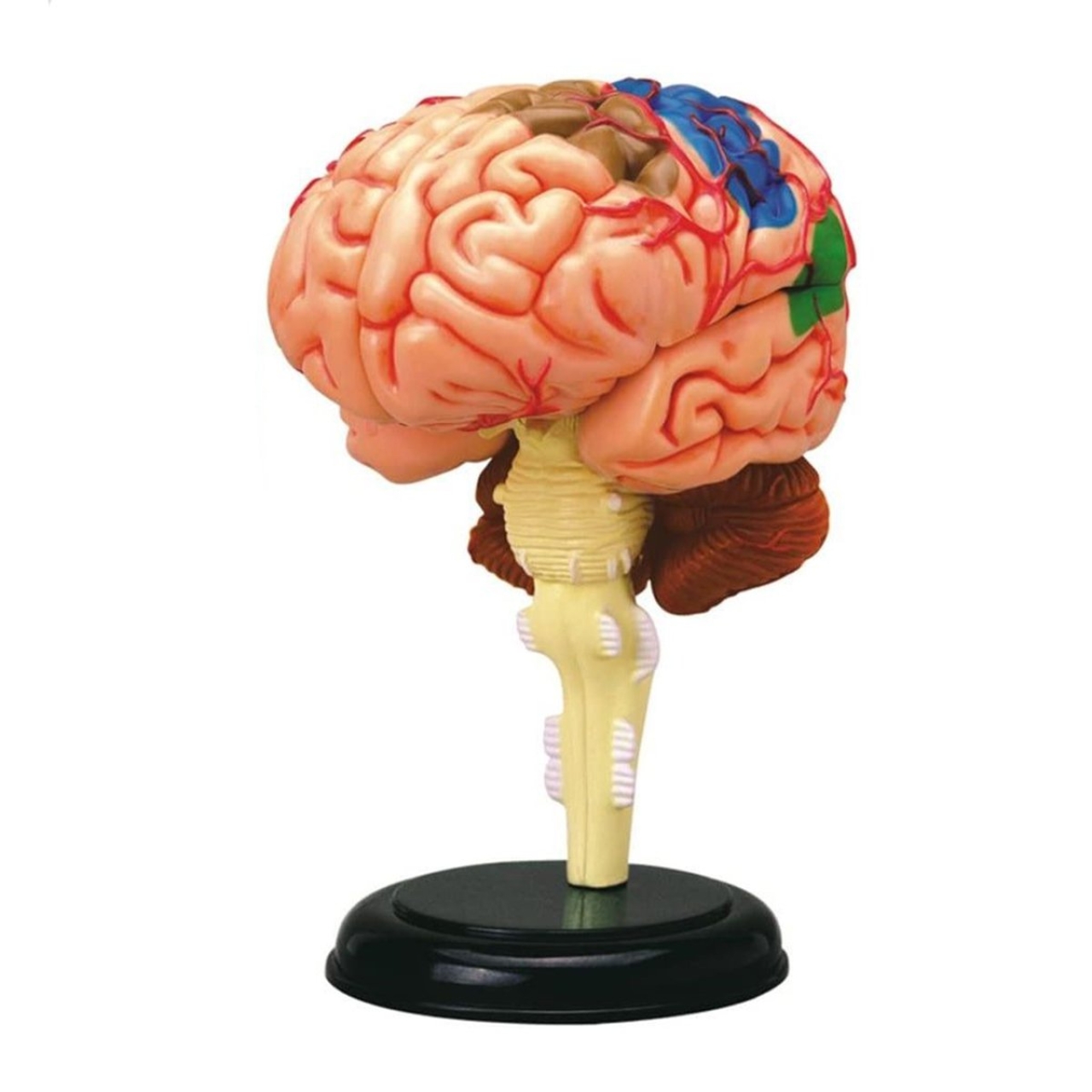 بازی آموزشی مدل آناتومی مغز انسان کد 626008