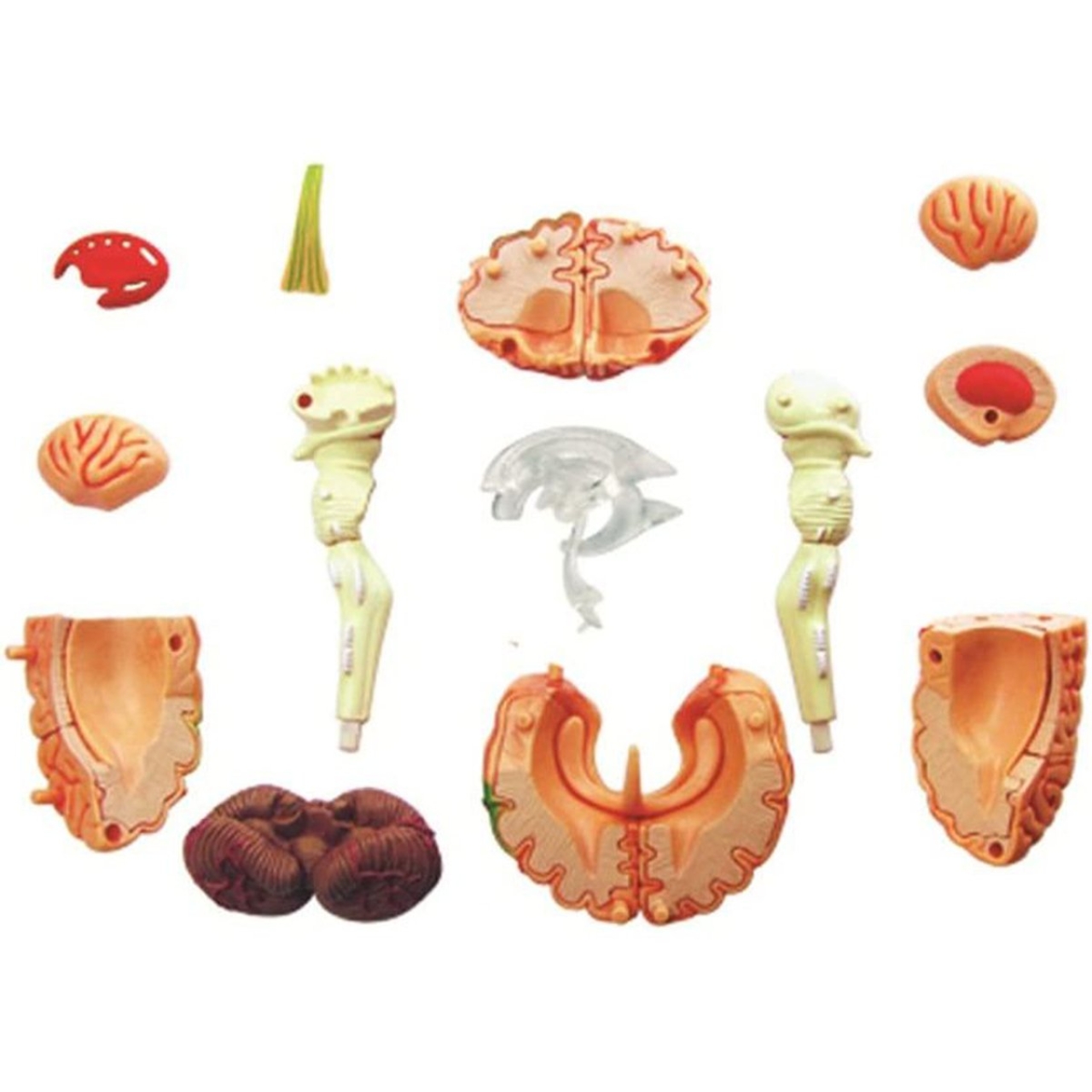 بازی آموزشی مدل آناتومی مغز انسان کد 626008