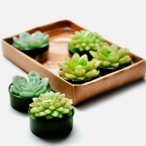 شمع وارمری مدل کاکتوس بسته 6 عددی