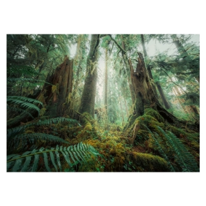 پازل 1000 تکه راونزبرگر مدل Woods کد 12000292